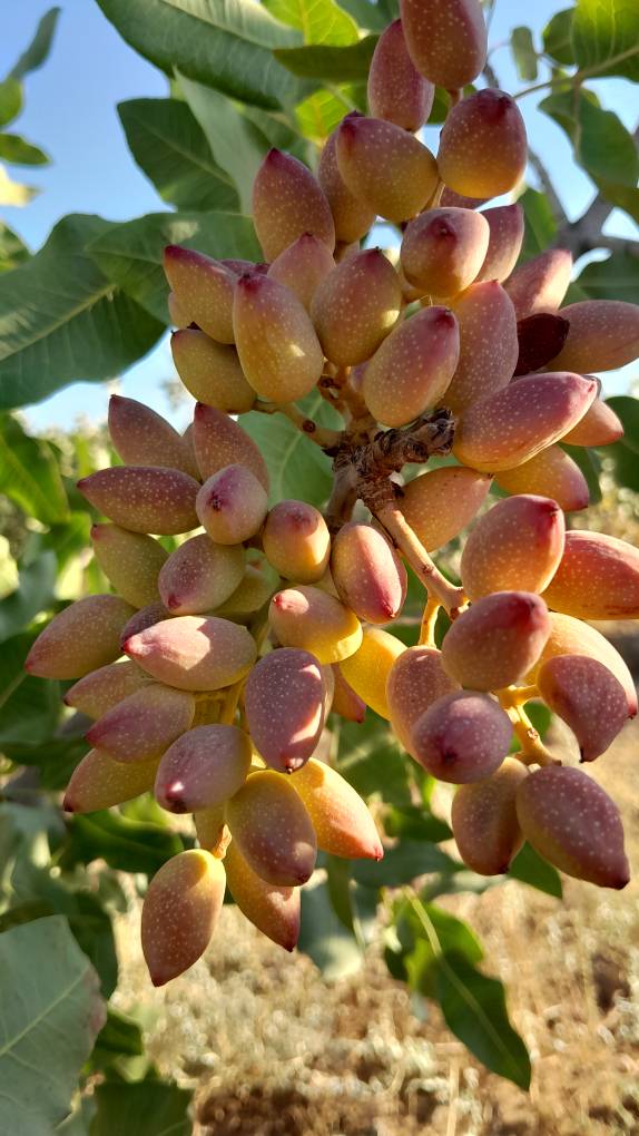 تصویر 3 از قیمت پسته احمد آقایی درجه یک + خرید باور نکردنی