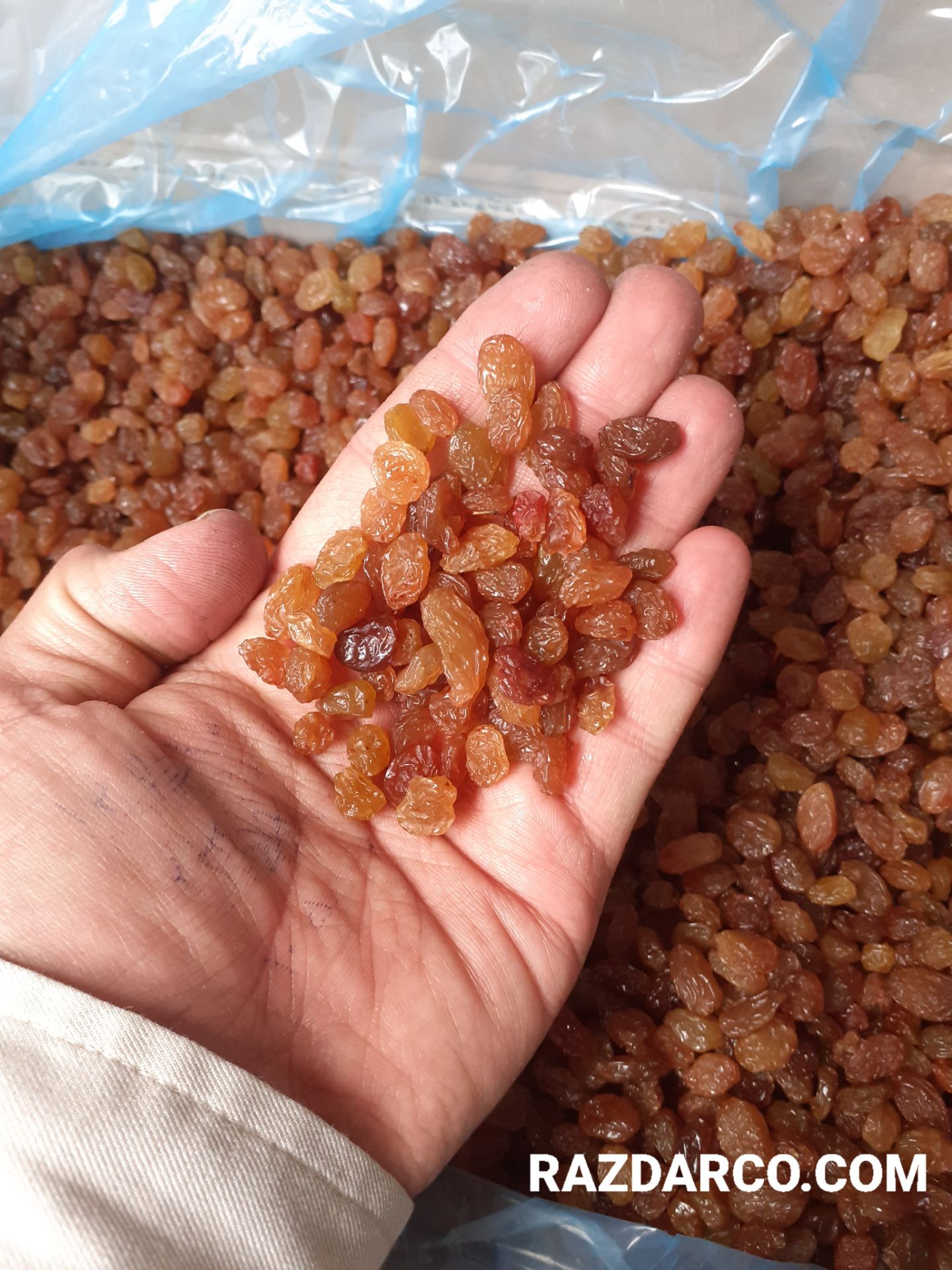 کشمش مرغوب استان قزوین
