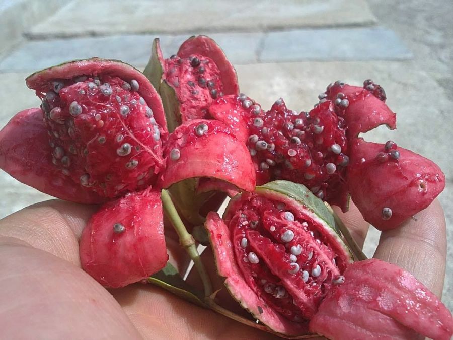 تصویر 1 از قیمت خرید میوه هنداونه وحشی یا لگجی