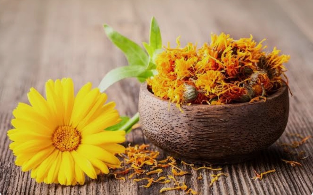 خرید گیاه درمانی
