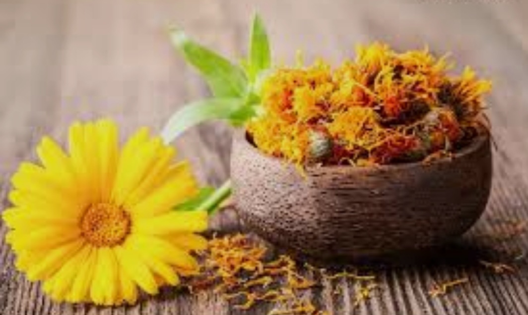 قیمت گیاه درمانی