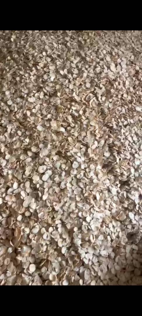 تصویر 5 از بهترین موسیر پلاکی خشک کاملا ارگانیک از دل طبیعت