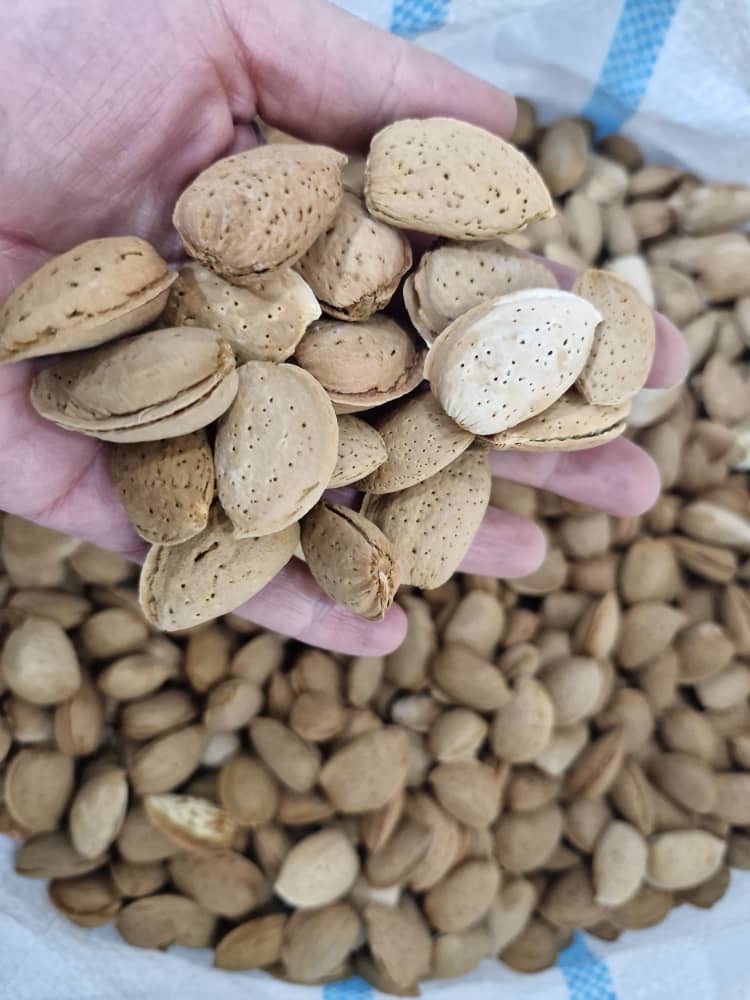 تصویر 2 از فروش بادام سنگی با پوست با کیفیت
