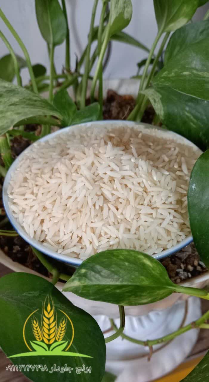 تصویر 1 از قیمت برنج طارم هاشمی درجه یک + فروش باور نکردنی