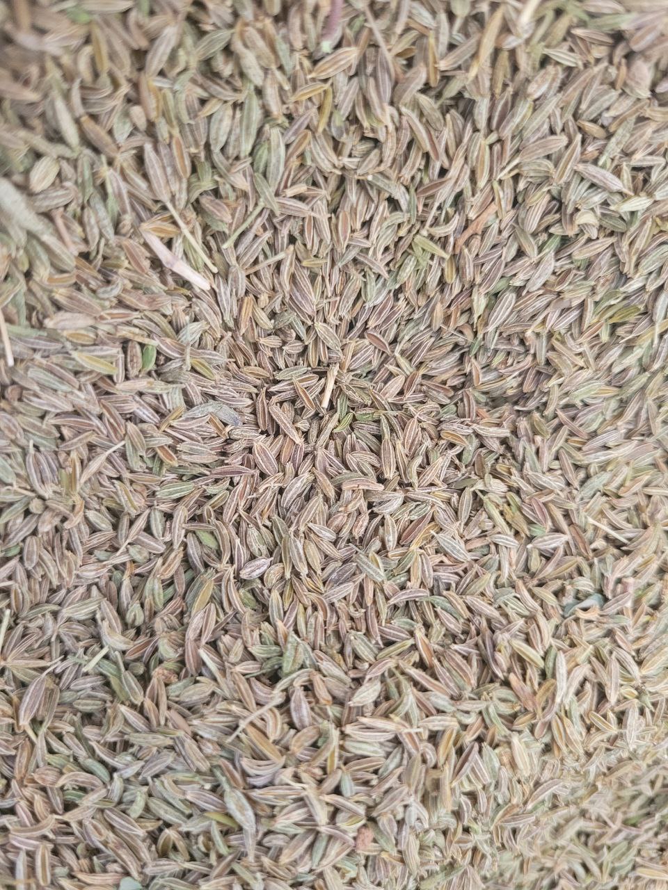 فروش زیره سبز فله عطر و طعم بی‌نظیر، کیفیت تضمینی، قیمت استثنایی