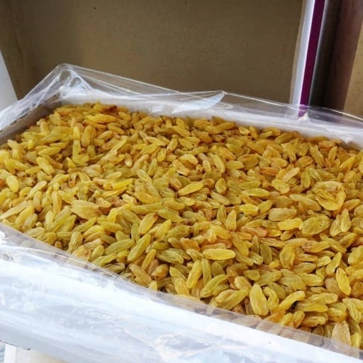 تصویر 1 از قیمت کشمش زرد قلمی کاشمر