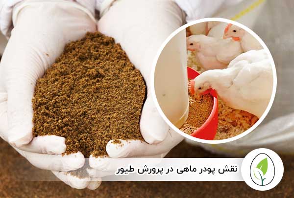 خرید پودر ماهی برای خوراک طیور