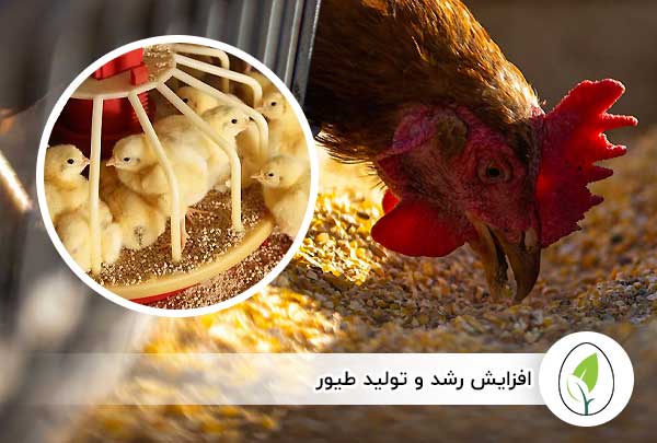 خرید پودر ماهی طیور برای خوراک طیور