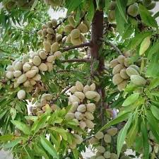 تصویر 1 از قیمت فروش بادام تازه