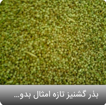 تصویر 2 از فروش عمده بذر گشنیز تضمین کیفیت برتر