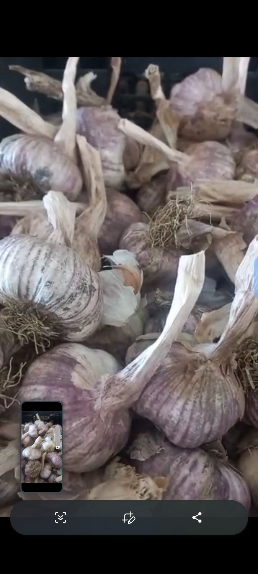 فروش عمده سیر آذرشهر بدون سورت