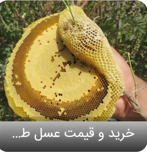 تصویر 1 از بهترین شرایط عسل جنگلی قیمت رقابتی
