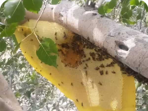 تصویر 2 از فروش عسل کوهی اصل به قیمت عمده