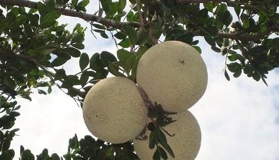 تصویر 2 از مرکز فروش نهال بائل فروت بلوچستان + ارسال فوری