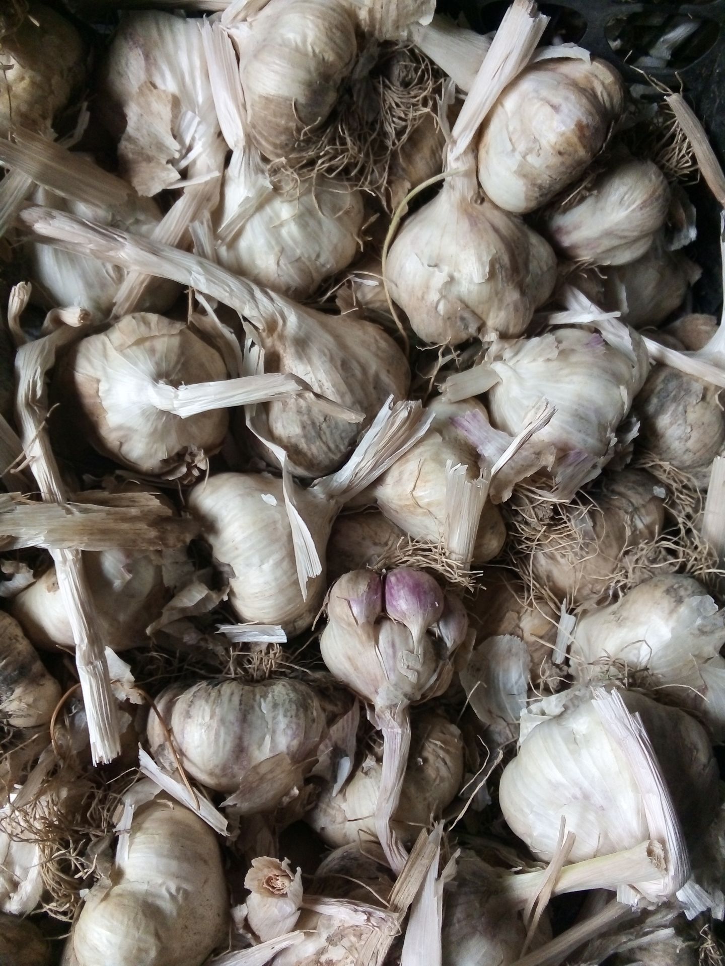 سیر بذری مناسب کشت استان های گرمسیر