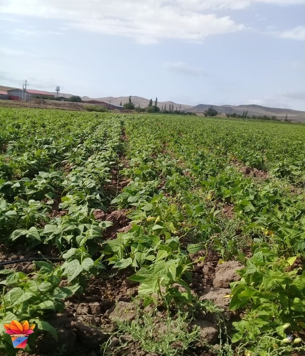 تصویر 2 از لوبیا چیتی دهاقان