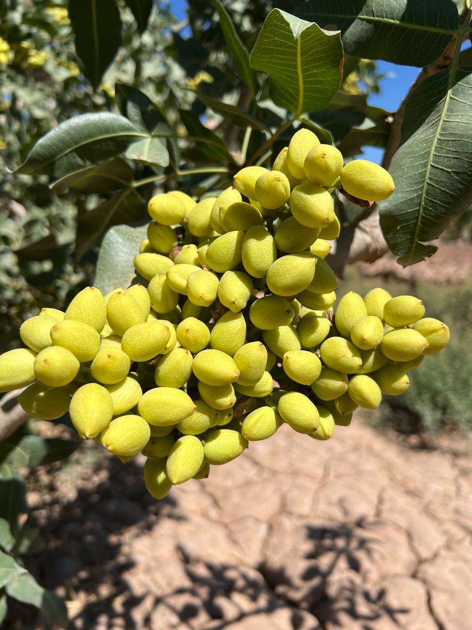 تصویر 5 از قیمت پسته اکبری انس ۲۲ + خرید باور نکردنی