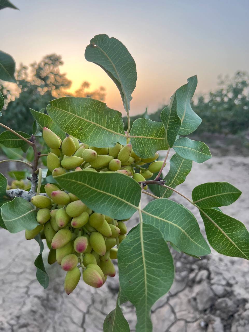تصویر 1 از خرید و قیمت پسته اکبری درجه یک + فروش عمده