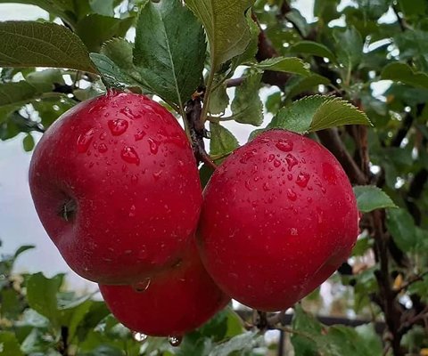 تصویر 3 از قیمت و فروش سیب سرخ شیرین سمنان با کیفیت برتر + فروش عمده