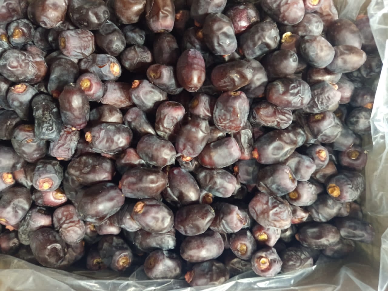 تصویر 1 از قیمت خرما مضافتی + فروش عمده