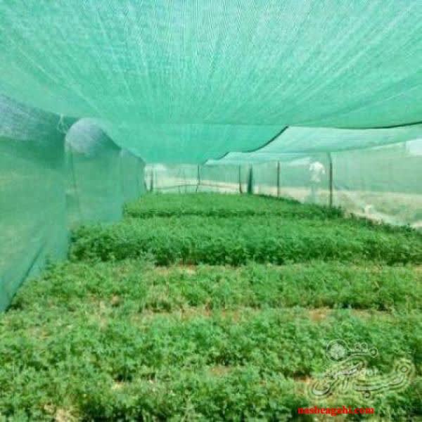 تصویر 1 از سفارش آنلاین توری سایبان 80 درصد سبز + قیمت رقابتی
