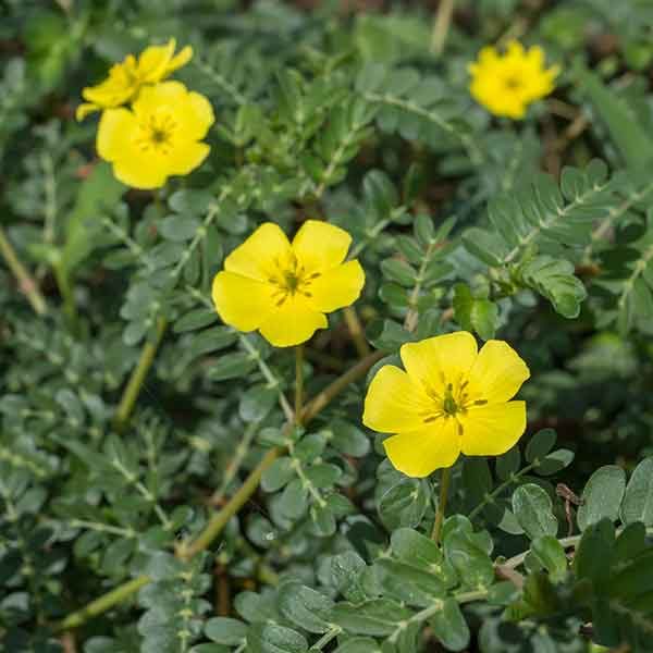 تصویر 1 از خرید عصاره خوراکی خارخاسک + قیمت استثنایی
