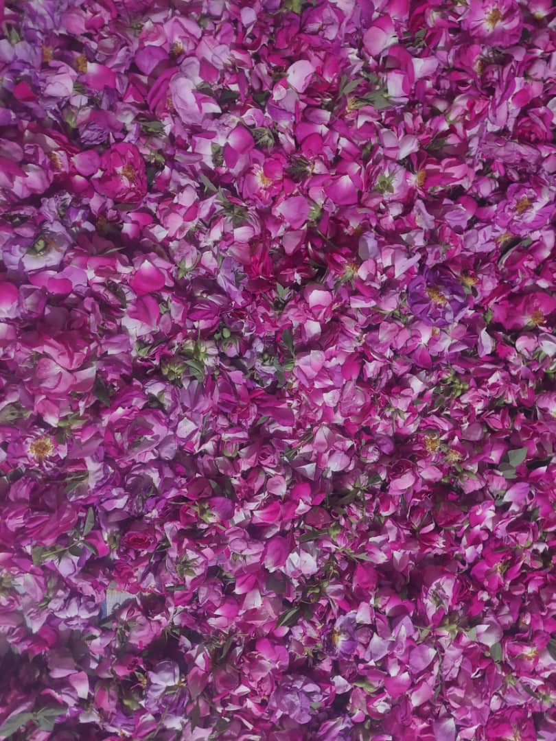 قیمت امروز بازار پر گل محمدی و شرایط خرید