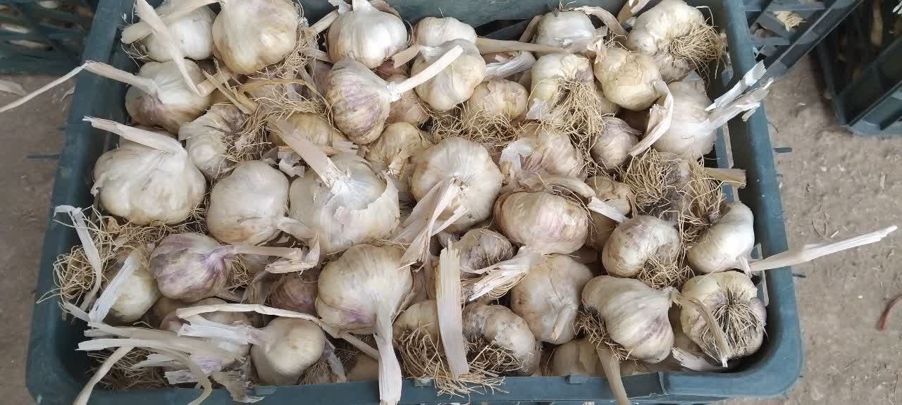 تصویر 2 از فروش عمده کپسول های ۱۲۰ عددی سیر سیاه