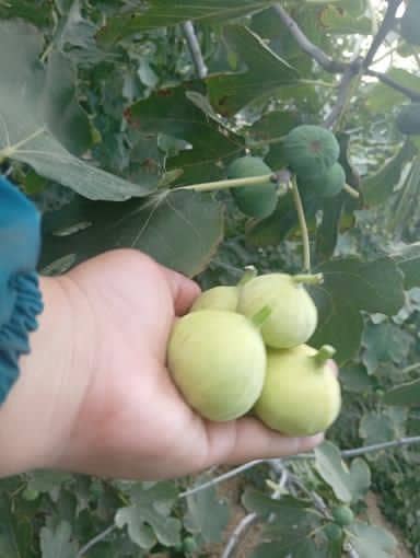 تصویر 1 از فروش انجیر تازه کال سبز + قیمت باور نکردنی