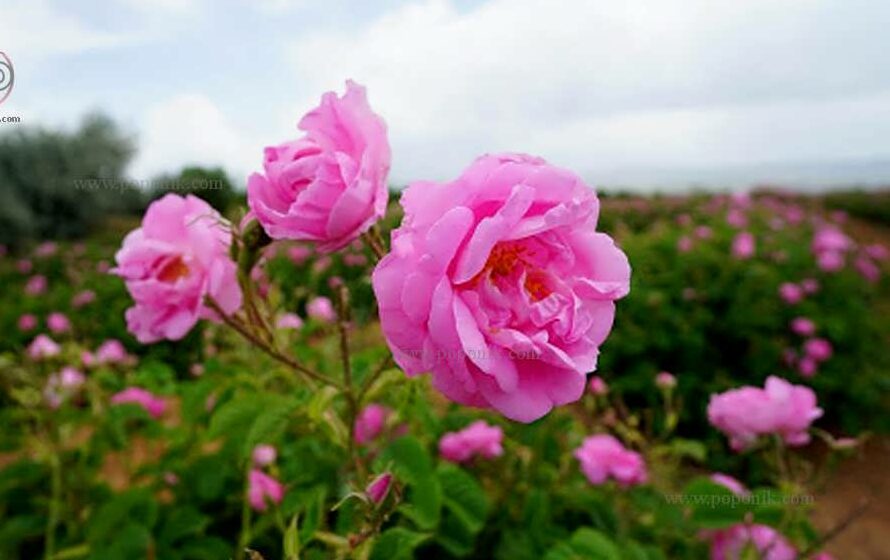 تصویر 1 از فروش عمده گلاب سنگین خالص گل محمدی