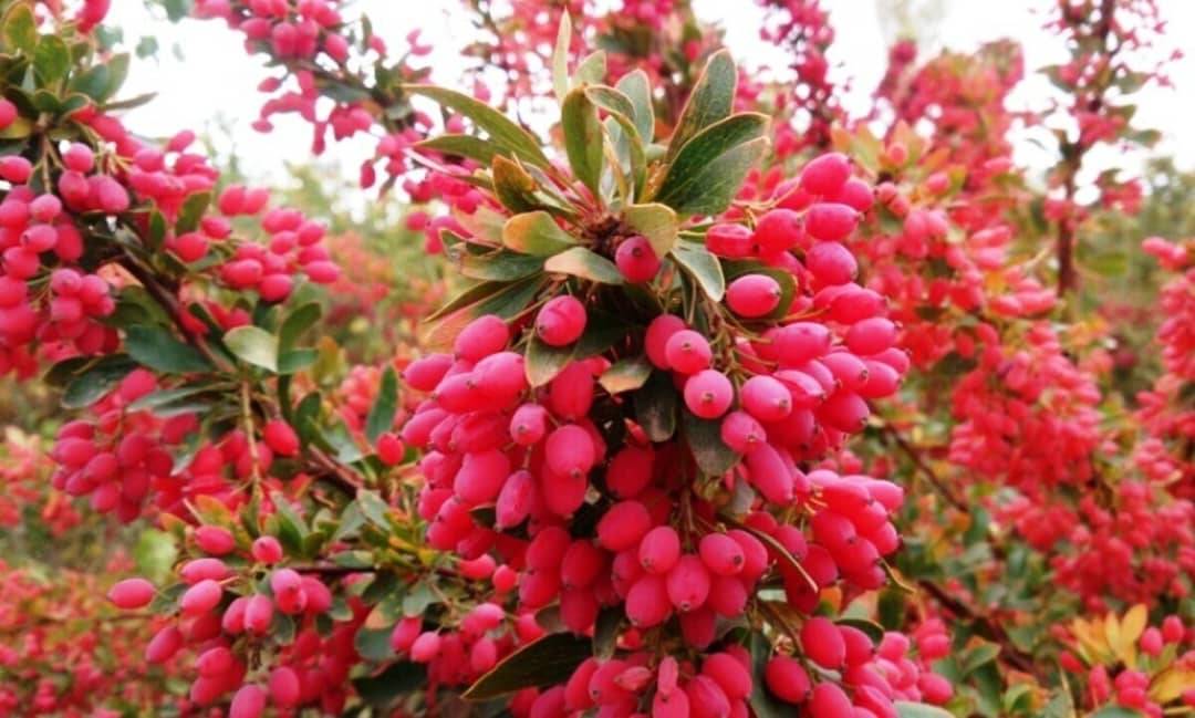 فروش مستقیم زرشک پفکی قائن + از تولید به مصرف