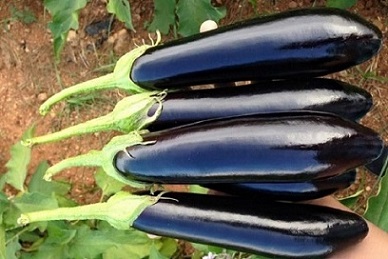 بادمجان + خرید و قیمت بادمجان گلخانه‌ای