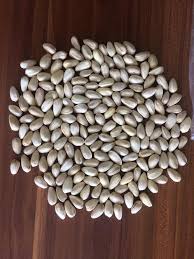 تصویر 2 از قیمت پسته دهن بست اکبری فروش عمده + با کیفیت باورنکردنی