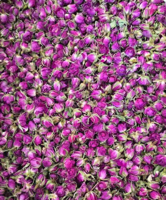 تصویر 1 از فروش عمده غنچه گل محمدی لاله زار کرمان