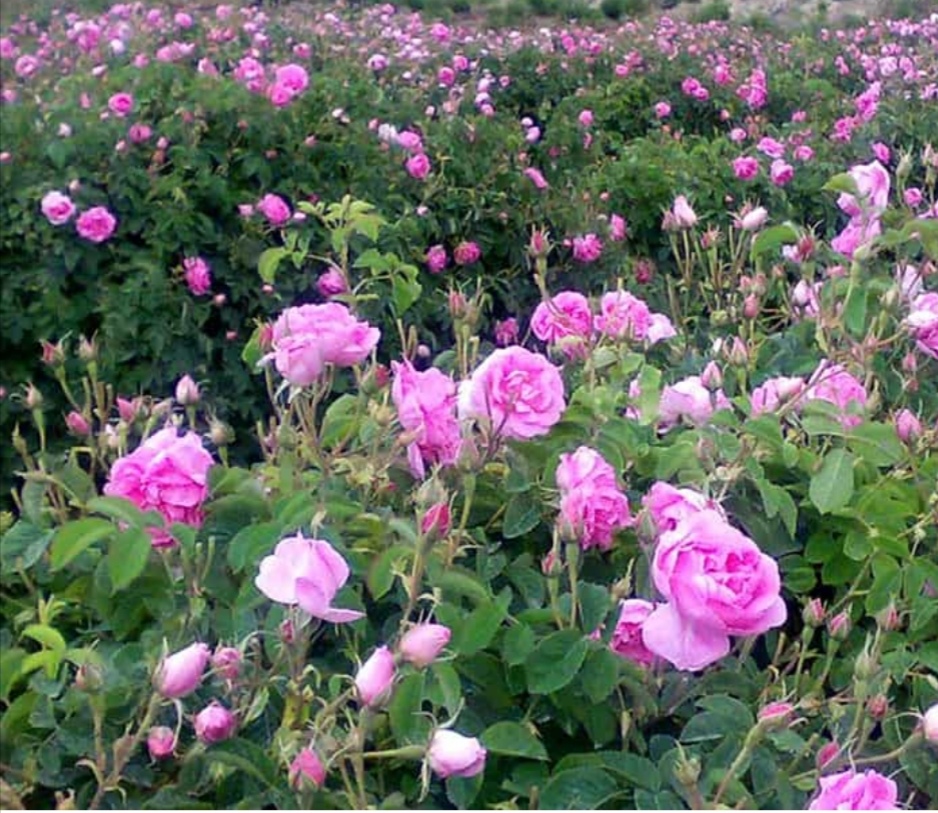 تصویر 2 از فروش عمده گل محمدی خشک فله