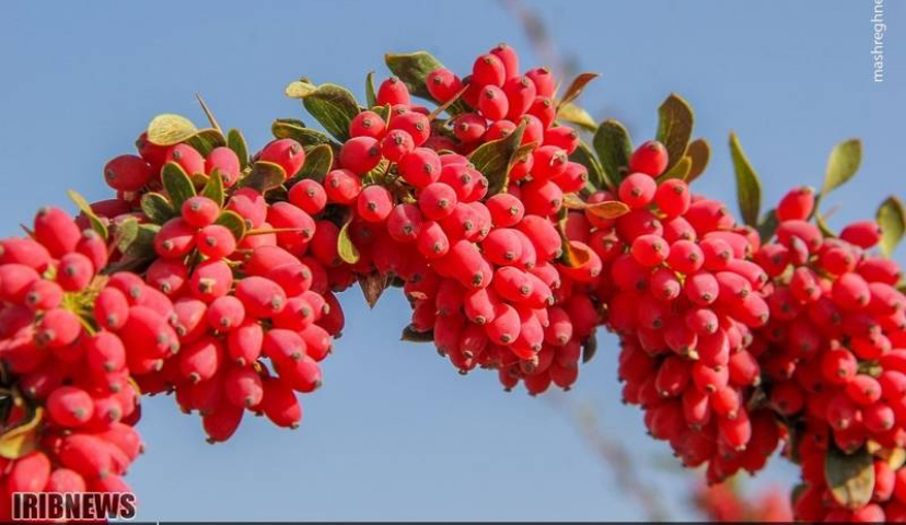 زرشک ارگانیک بیرجند