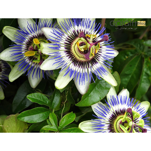 تصویر 3 از فروش عمده گل ساعتی معطر