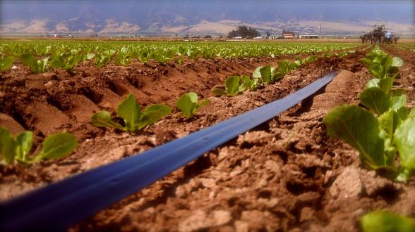 تصویر 3 از فروش عمده انواع نوار تیپ قطره‌ای با شرایط منعطف