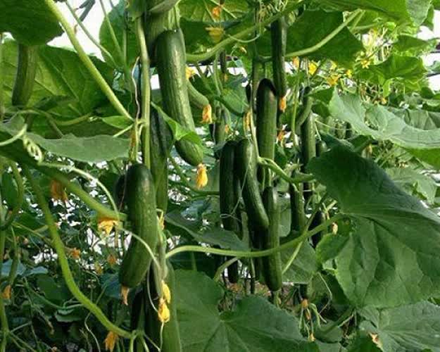 تصویر 2 از قیمت و خرید بذر خیار ناگین بسته ۵۰۰ تایی + بهترین قیمت