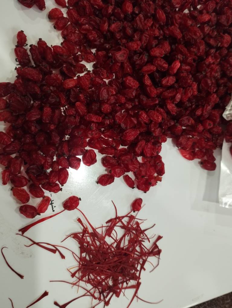 تصویر 1 از خرید و قیمت زرشک زیر تالاری بیرجند + فروش عمده