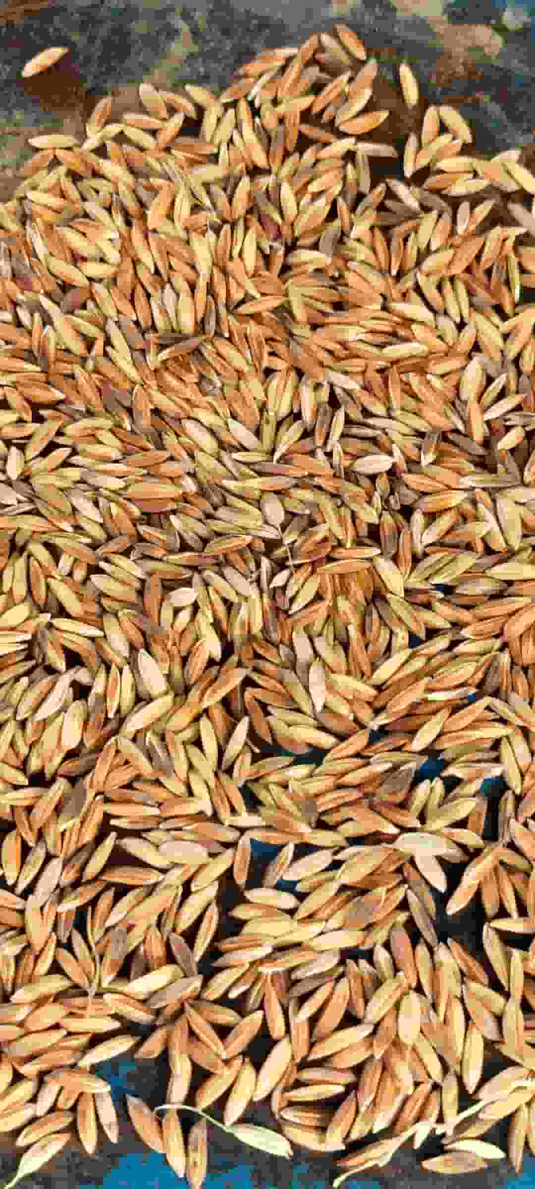 تصویر 5 از قیمت شالی برنج شلتوک عنبر بو