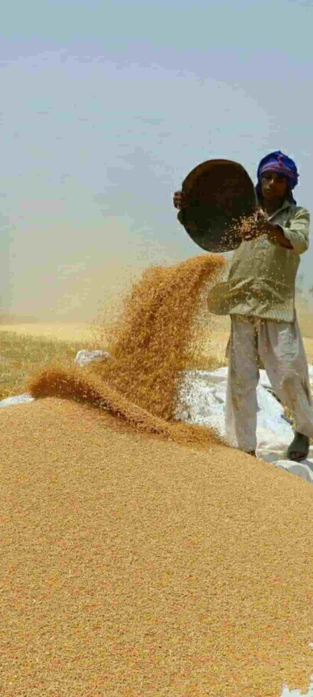 تصویر 3 از قیمت شالی برنج شلتوک عنبر بو