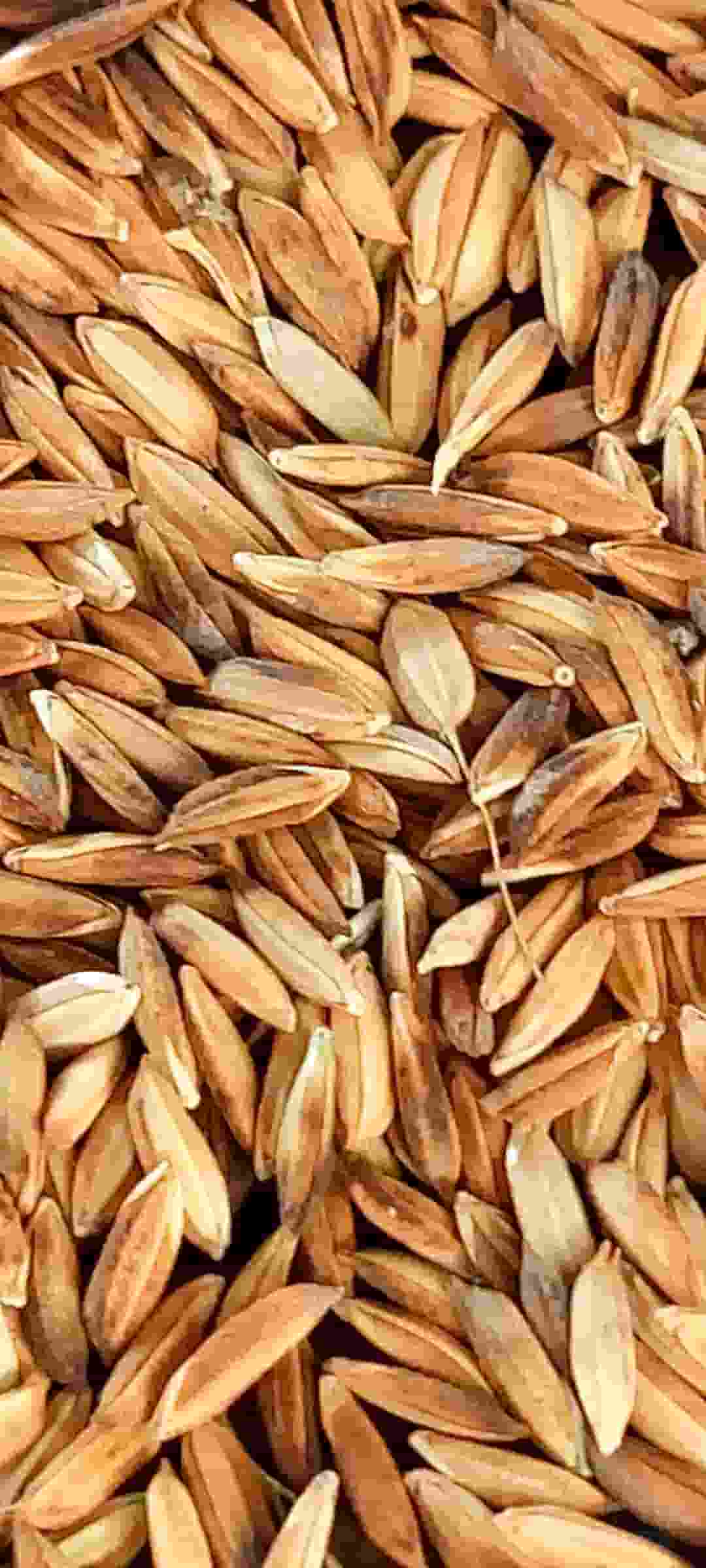 تصویر 1 از قیمت شالی برنج شلتوک عنبر بو
