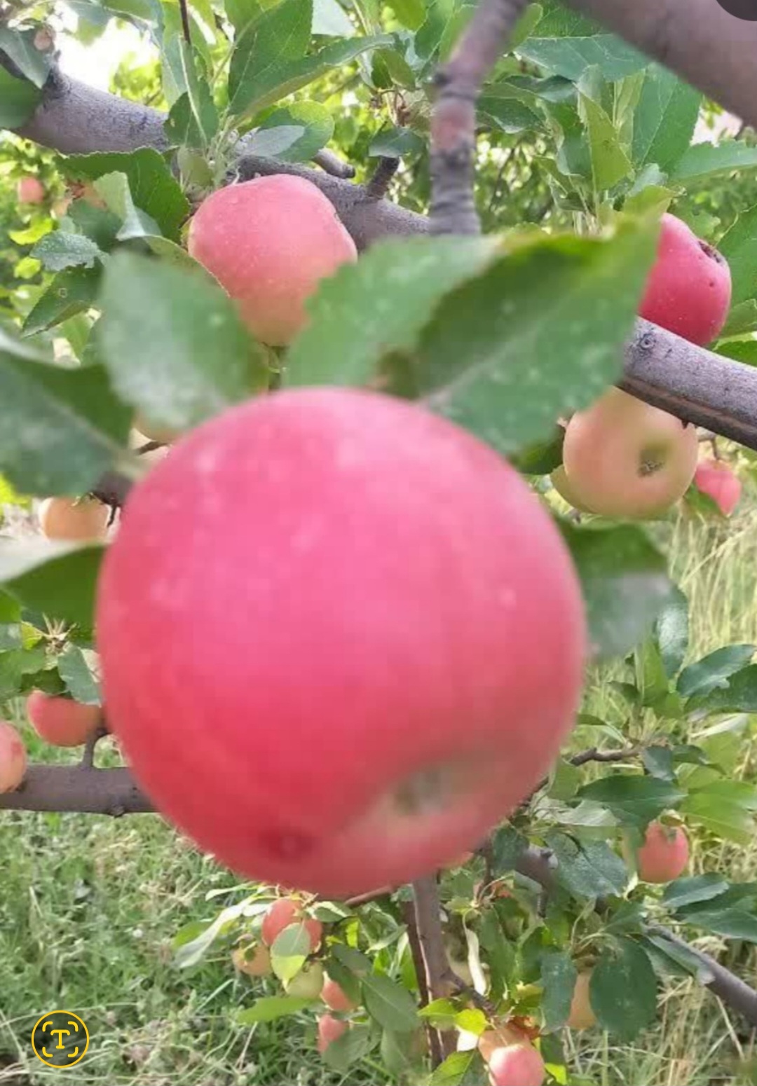 تصویر 1 از قیمت خرید سیب گالا تابستانه