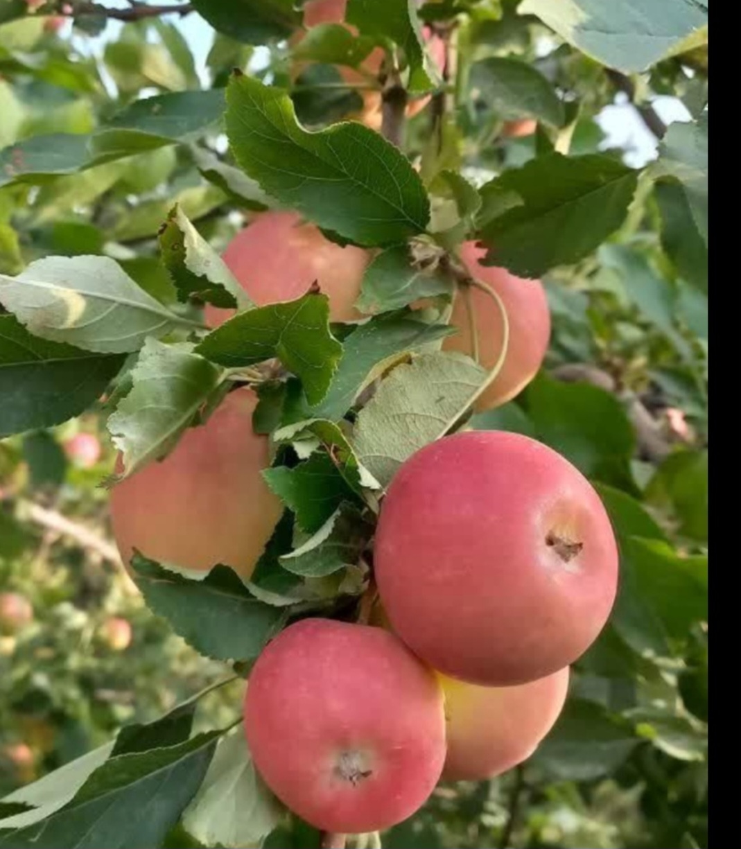 تصویر 3 از قیمت خرید سیب گالا تابستانه