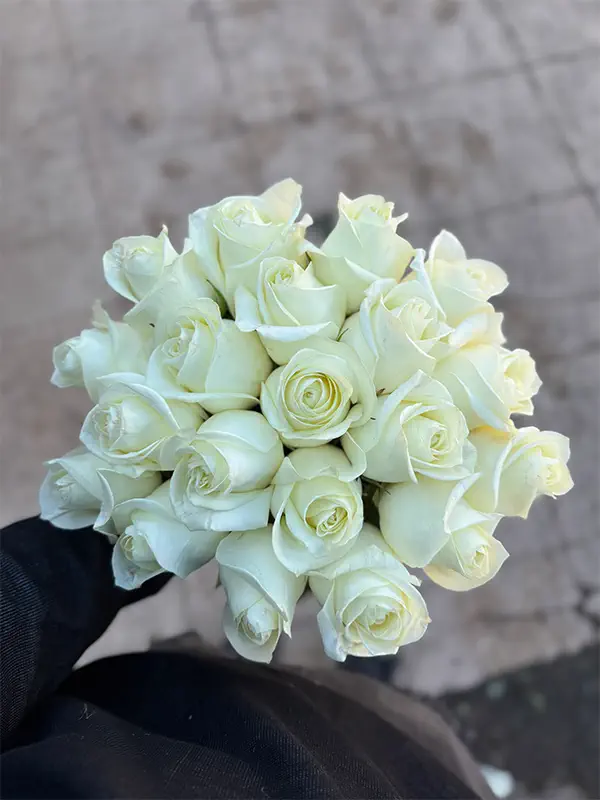 فروش صادراتی گل شاخه بریده رز سفید هلندی اصفهان