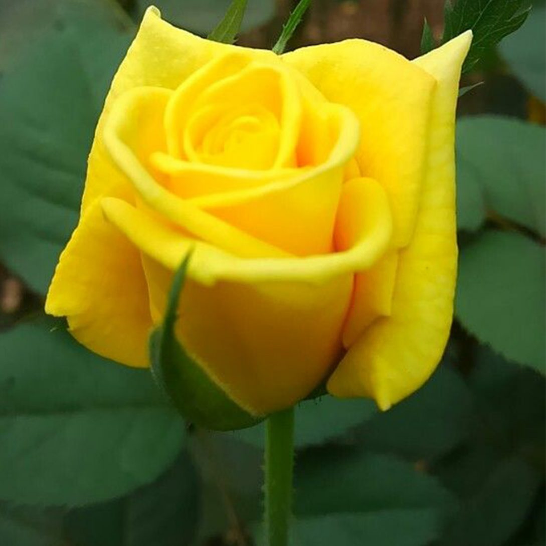تصویر 2 از خرید و فروش عمده گل رز زرد هلندی اصفهان