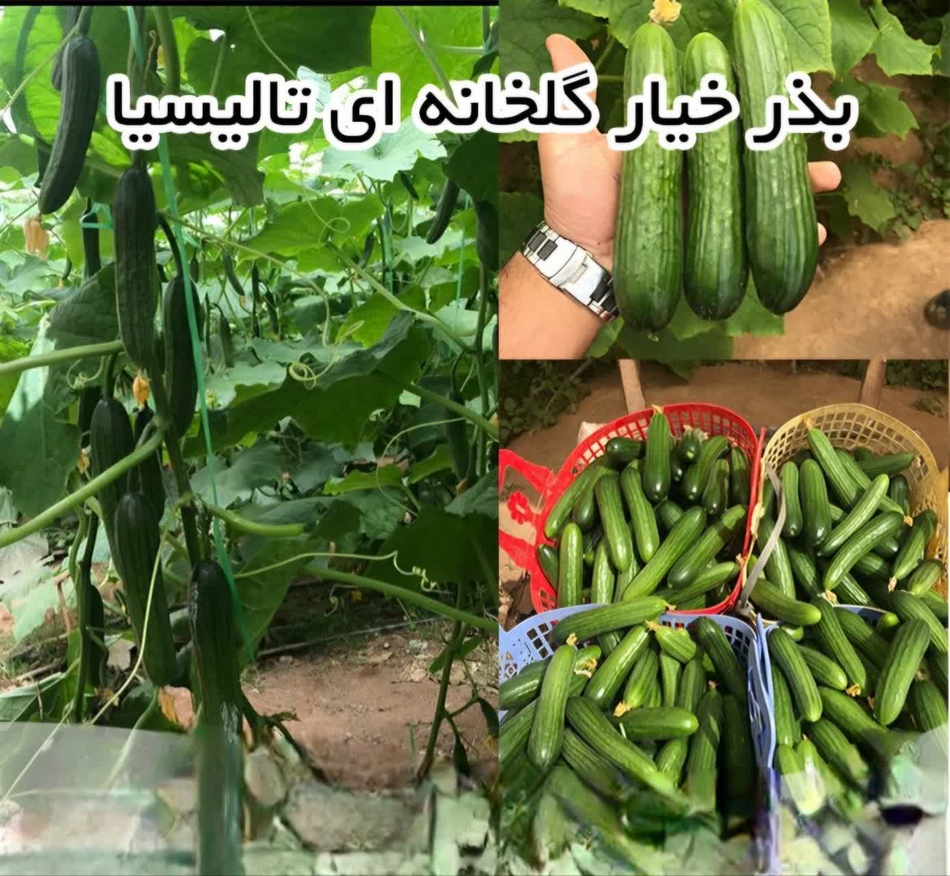 تصویر 3 از خرید بذر خیار گلخانه‌ای تالیسیا بسته 500 عددی + قیمت فروش استثنایی