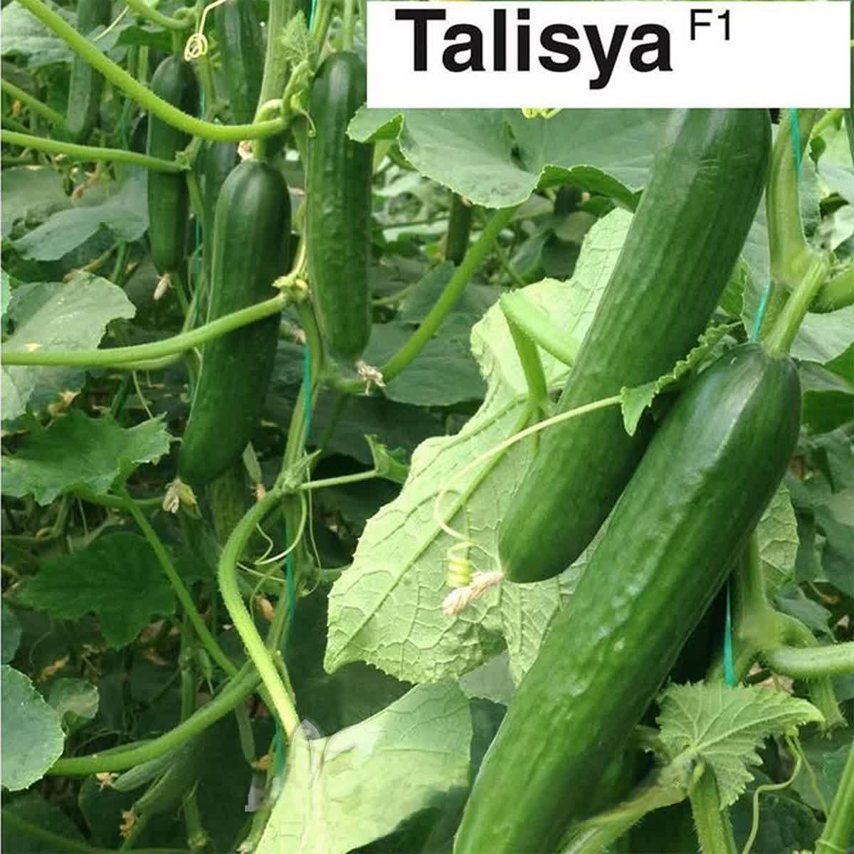 تصویر 2 از خرید بذر خیار گلخانه‌ای تالیسیا بسته 500 عددی + قیمت فروش استثنایی
