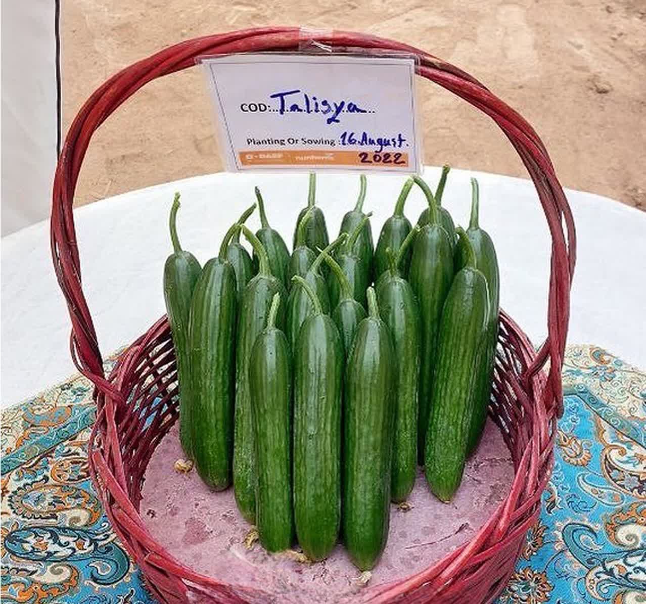 تصویر 5 از فروش مستقیم بذر خیار گلخانه ای تالیسیا تک گل + قیمت عالی